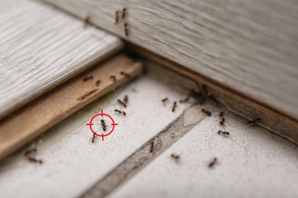 Best Exterminator Services  in Concord, MI