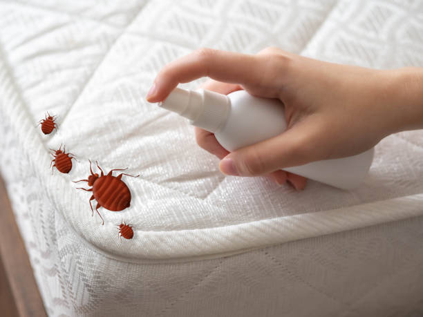 Best Ant Control Services  in Concord, MI