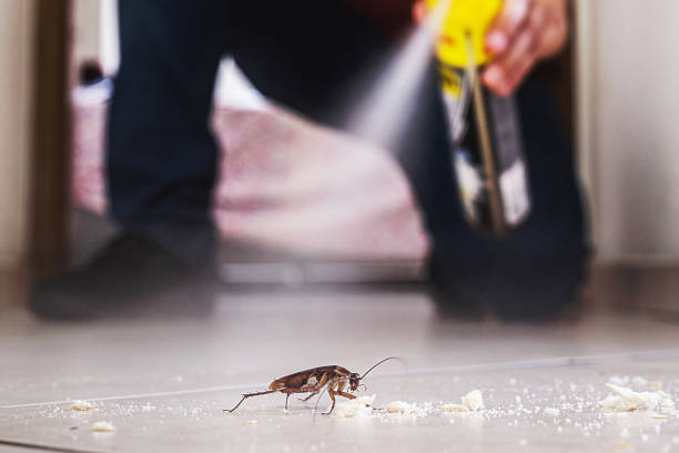 Best Ant Control Services  in Concord, MI