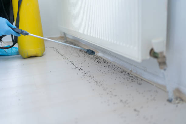 Best Pest Control Near Me  in Concord, MI